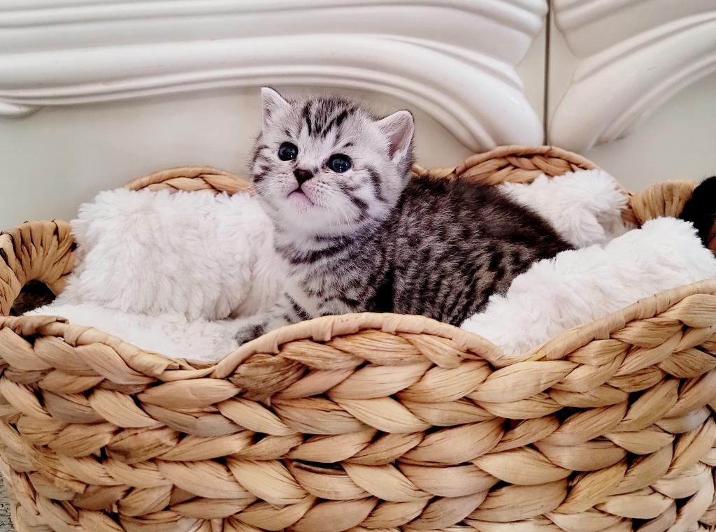 Scottish Kittens photo 5