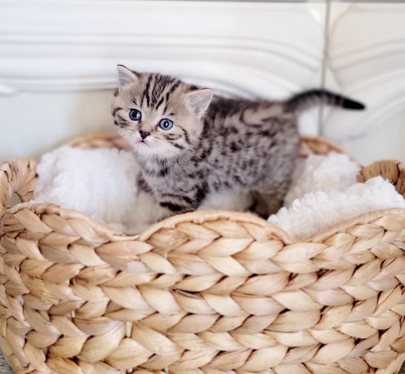 Scottish Kittens photo 2