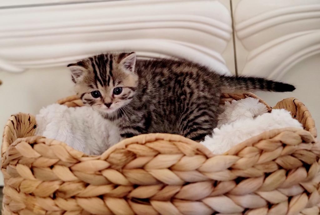 Scottish Kittens photo 4