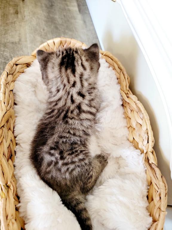 Scottish Kittens photo 3