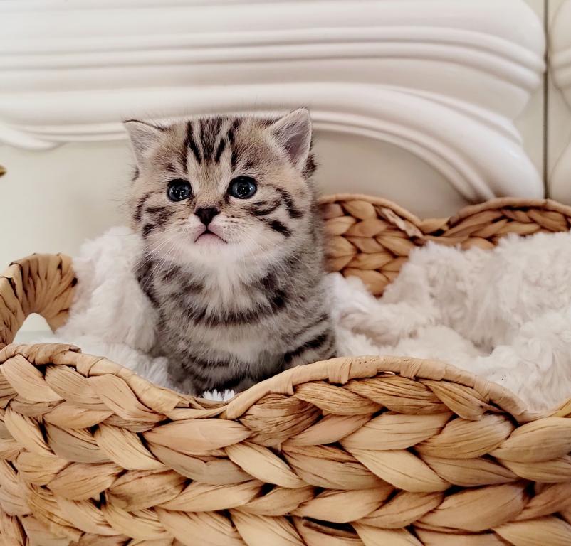 Scottish Kittens photo 1