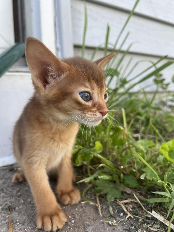 Felix photo 4