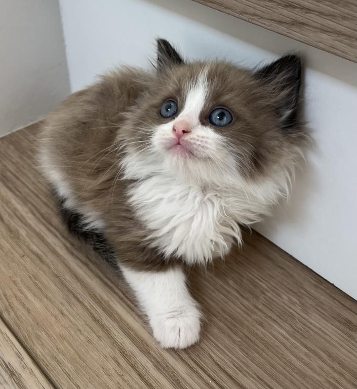 Seal Mink Bicolor Ragdoll Boy photo 3