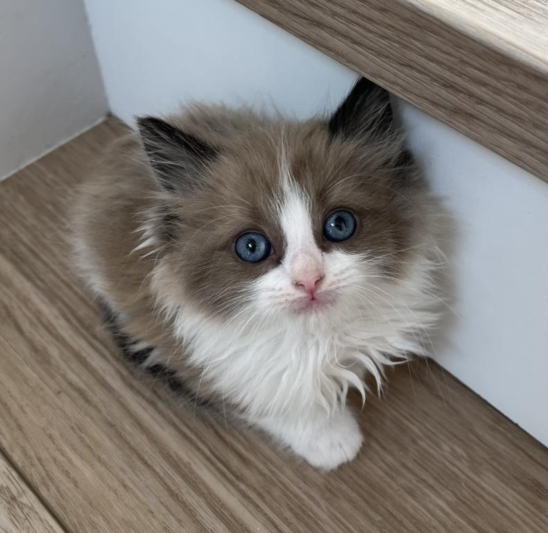 Seal Mink Bicolor Ragdoll Boy photo 4