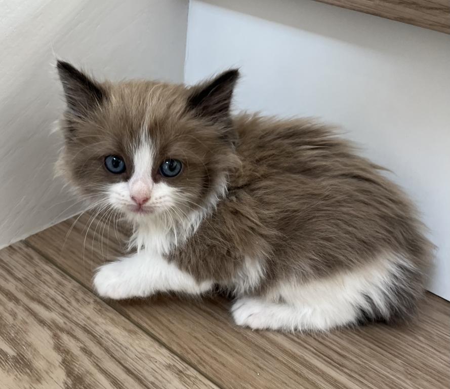 Seal Mink Bicolor Ragdoll Boy photo 2