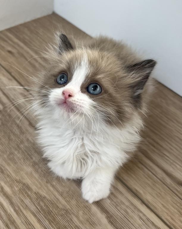 Seal Mink Bicolor Ragdoll Boy photo 1