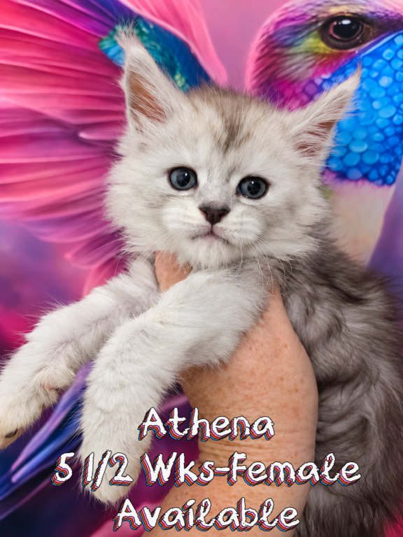 Athena The God & Goddess Litter photo 1