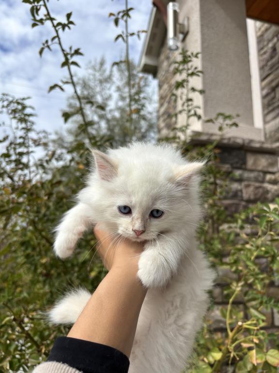 Siberian Boy photo 2
