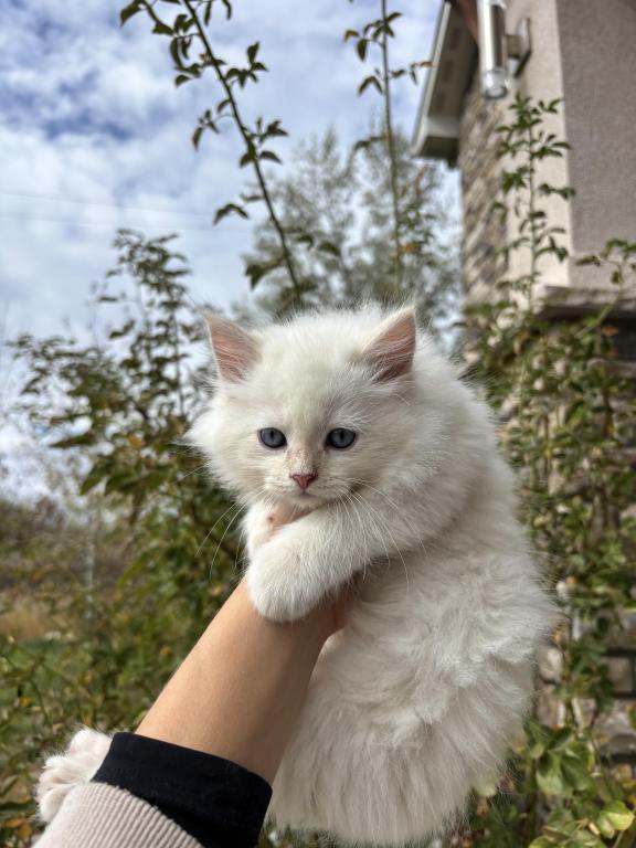 Siberian Boy photo 5