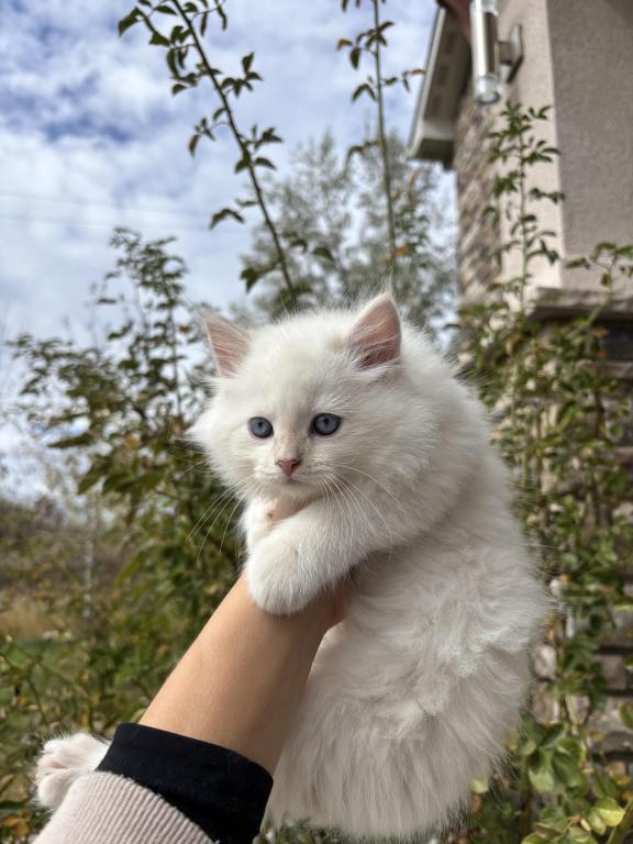 Siberian Boy photo 1