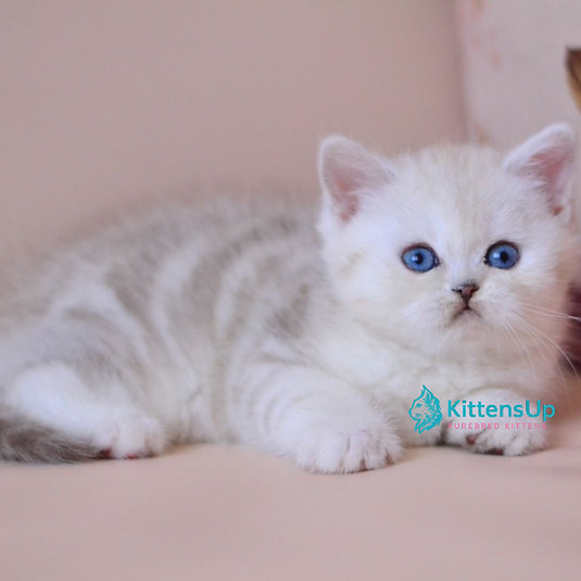 Karat_ photo 1