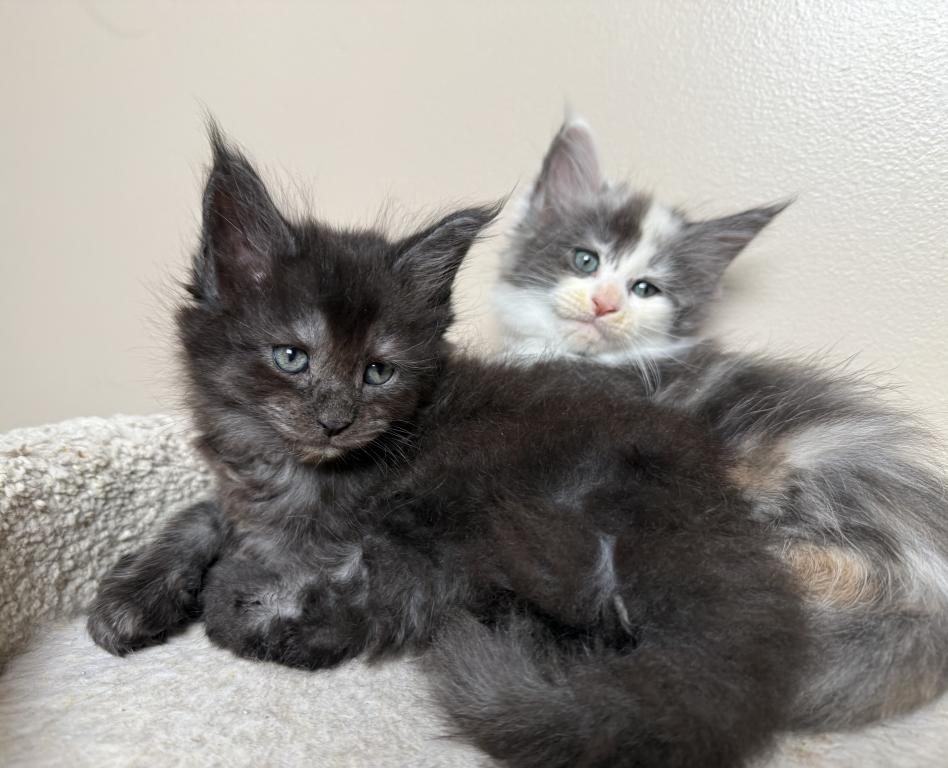 Female Black Smoke Maine Coon photo 1