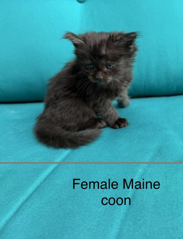 Female Black Smoke Maine Coon photo 4
