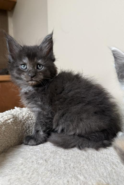 Female Black Smoke Maine Coon photo 2