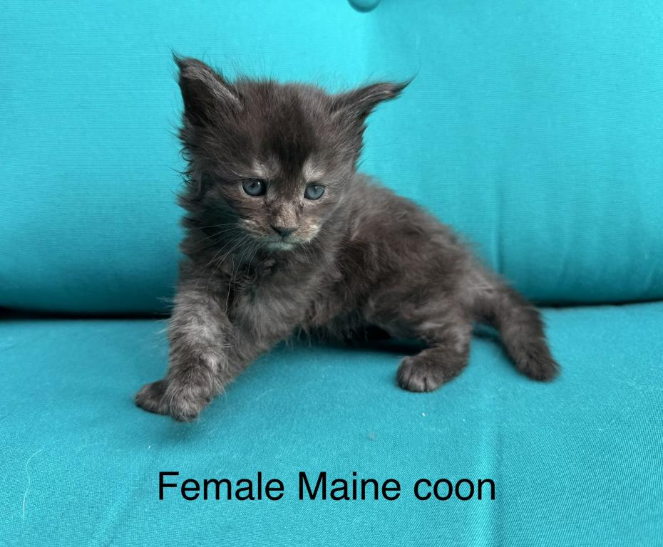 Female Black Smoke Maine Coon photo 7