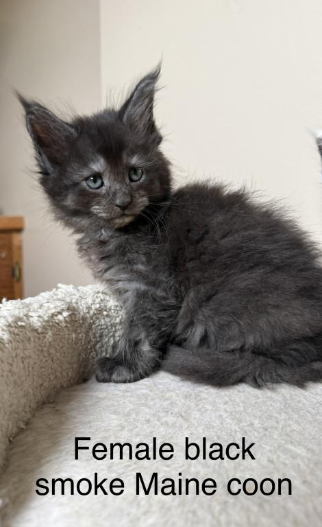 Female Black Smoke Maine Coon photo 3