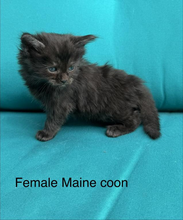 Female Black Smoke Maine Coon photo 5