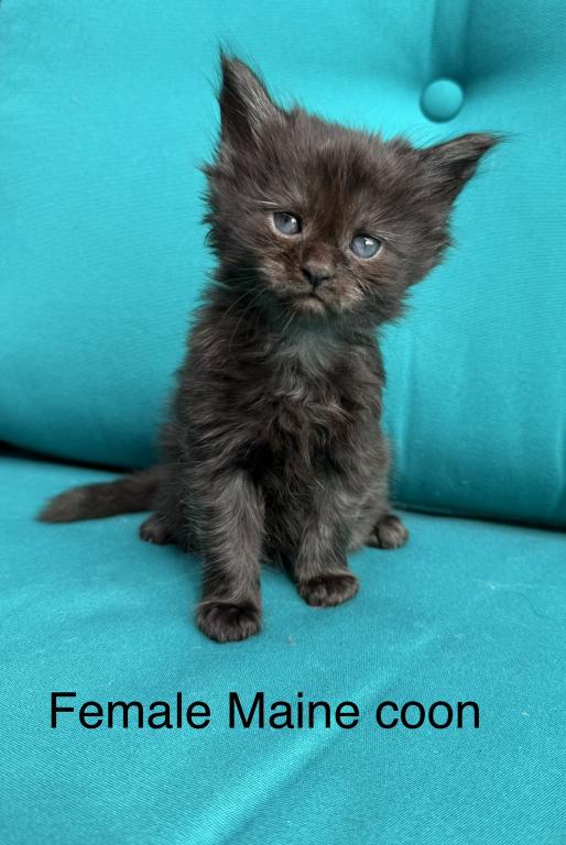 Female Black Smoke Maine Coon photo 6