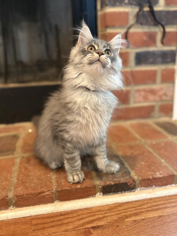 Xavier Black Silver Tabby photo 1