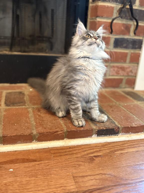 Xavier Black Silver Tabby photo 2