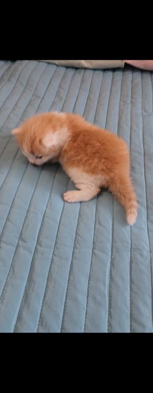 Newborn photo 6