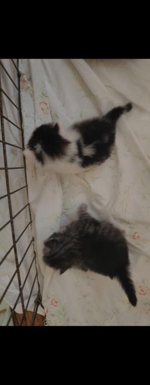 Newborn photo 5