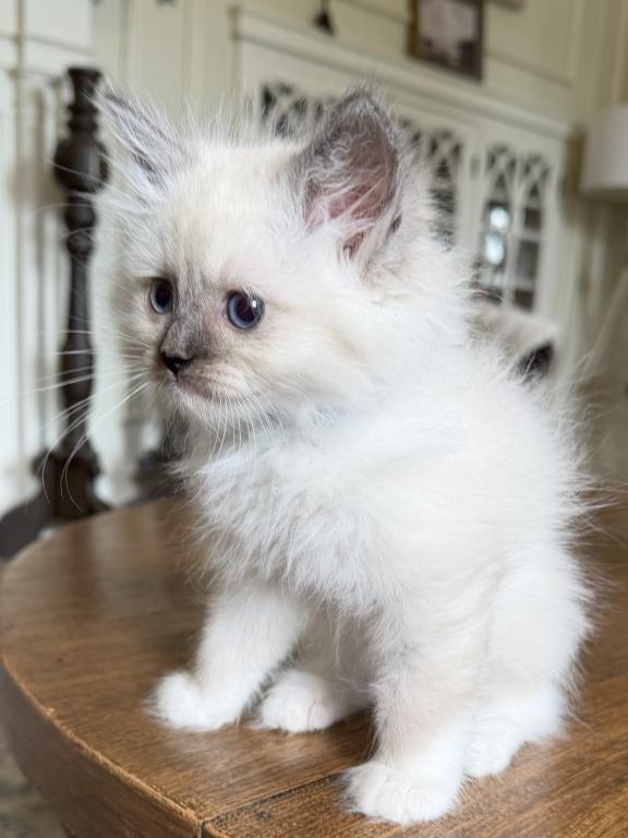 TICA Blue Mitted Male photo 1