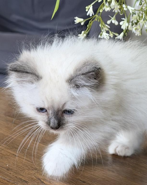 TICA Blue Mitted Male photo 4