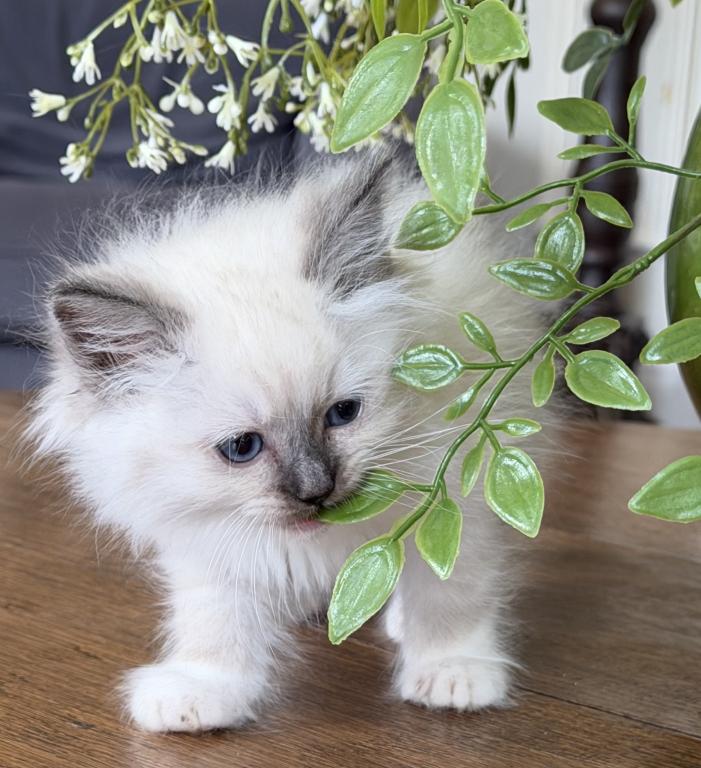 TICA Blue Mitted Male photo 9
