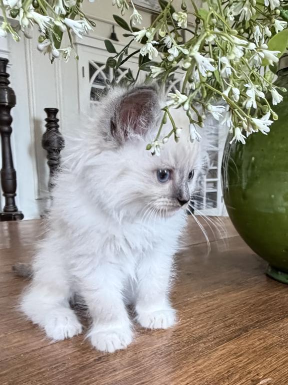 TICA Blue Mitted Male photo 10