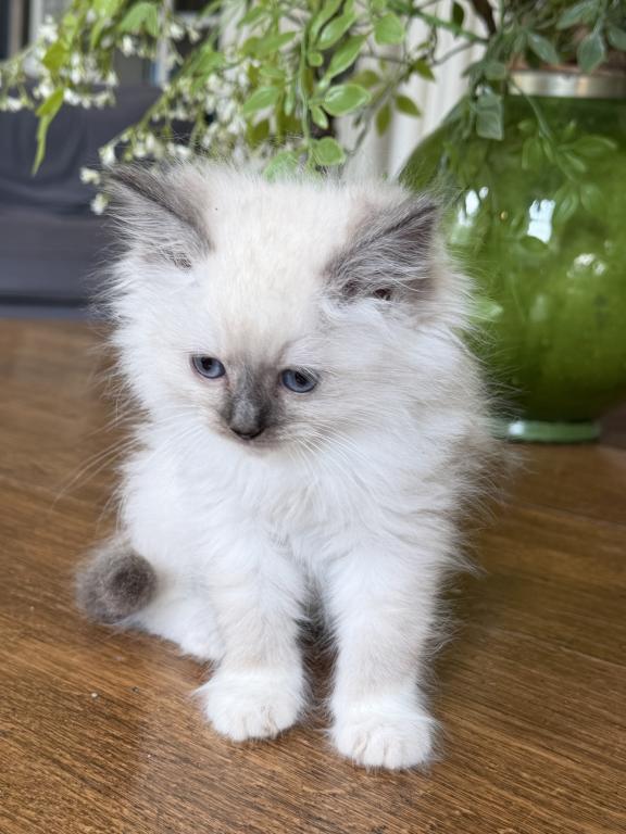 TICA Blue Mitted Male photo 2