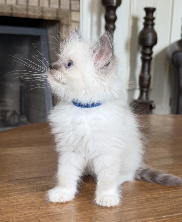 TICA Blue Mitted Male photo 6