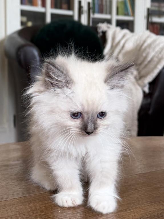 TICA Blue Mitted Male photo 5