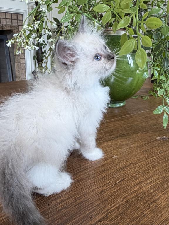 TICA Blue Mitted Male photo 7