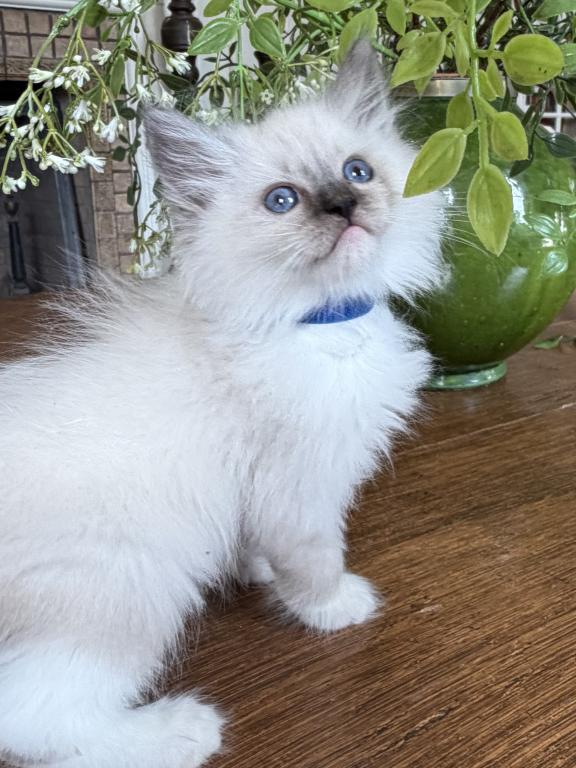 TICA Blue Mitted Male photo 8
