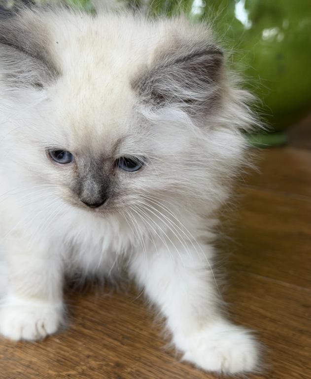 TICA Blue Mitted Male photo 3