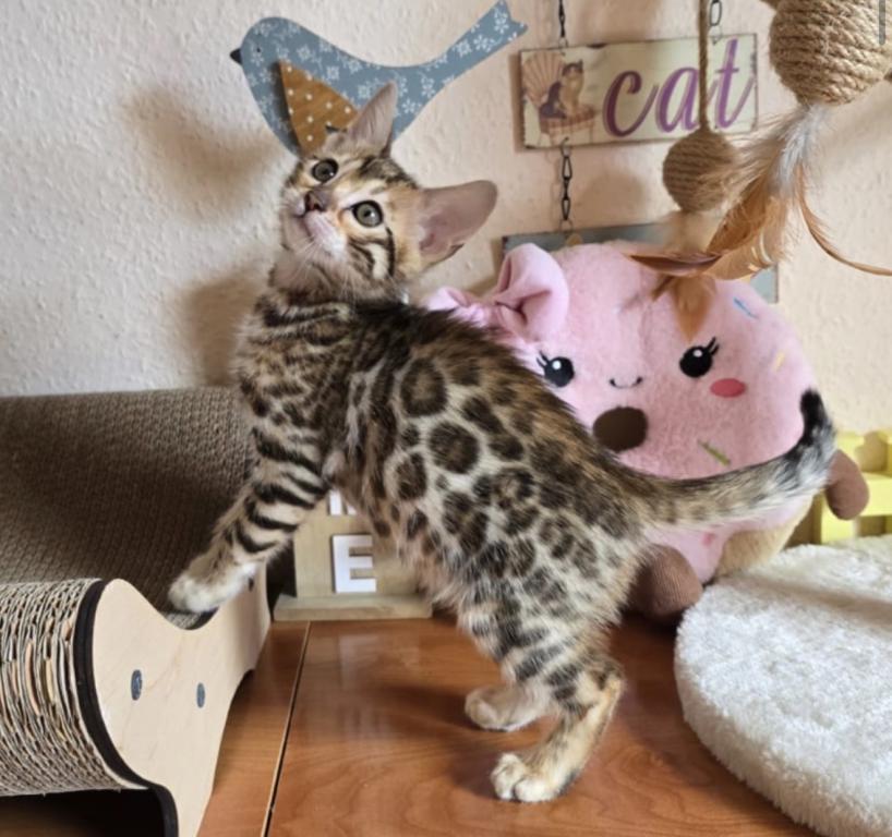 Bengal Kittens photo 1
