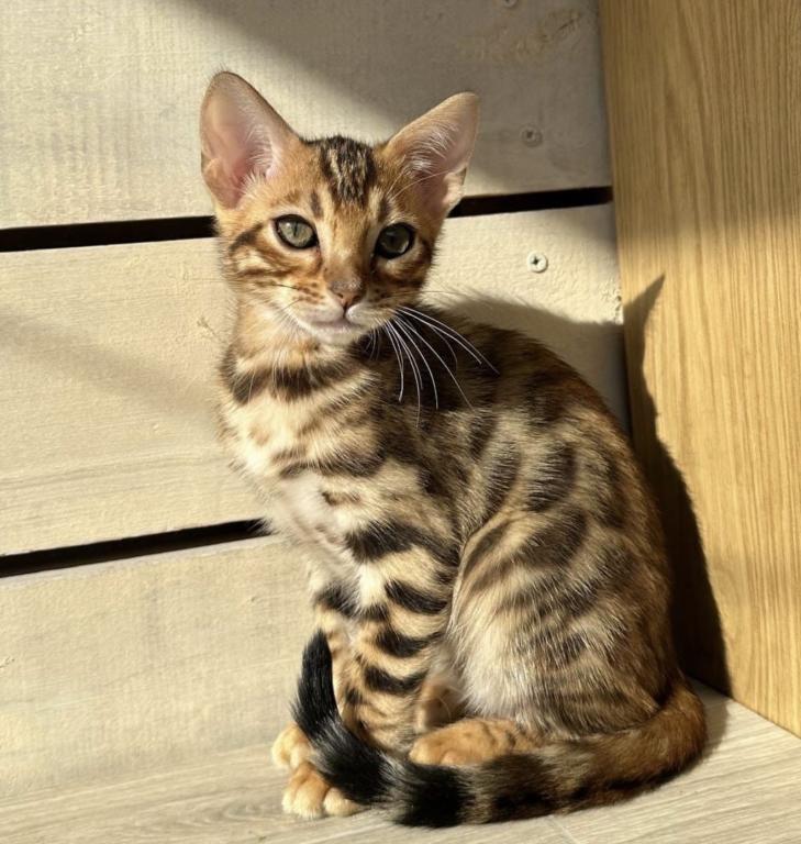 Bengal Kittens photo 3