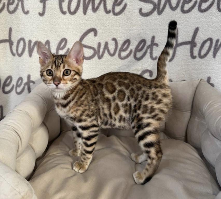 Bengal Kittens photo 2