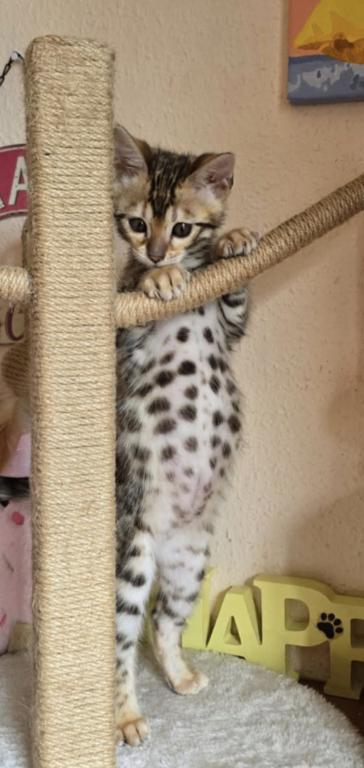 Bengal Kittens photo 4