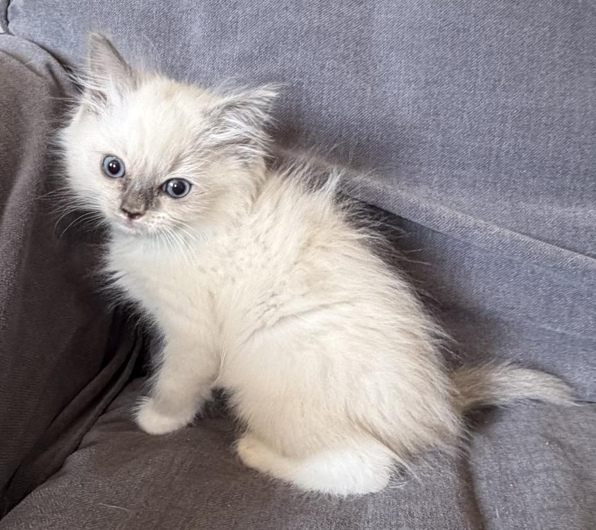 TICA Blue Mitted Girl photo 2