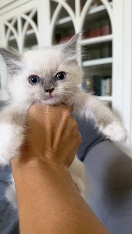 TICA Blue Mitted Girl photo 1