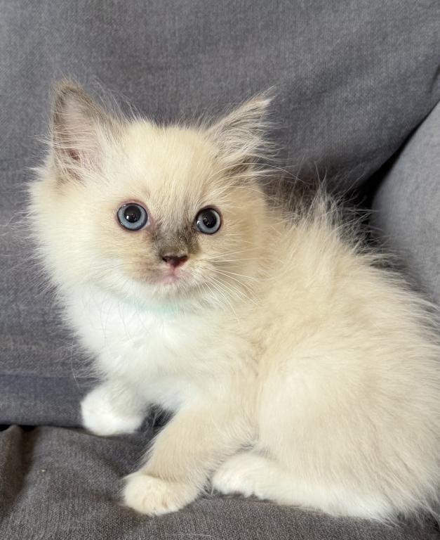 TICA Blue Mitted Girl photo 3