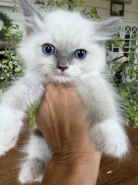 TICA Blue Mitted Girl photo 5