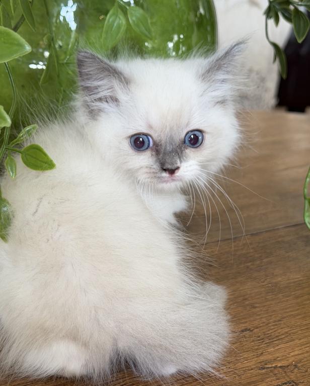 TICA Blue Mitted Girl photo 6