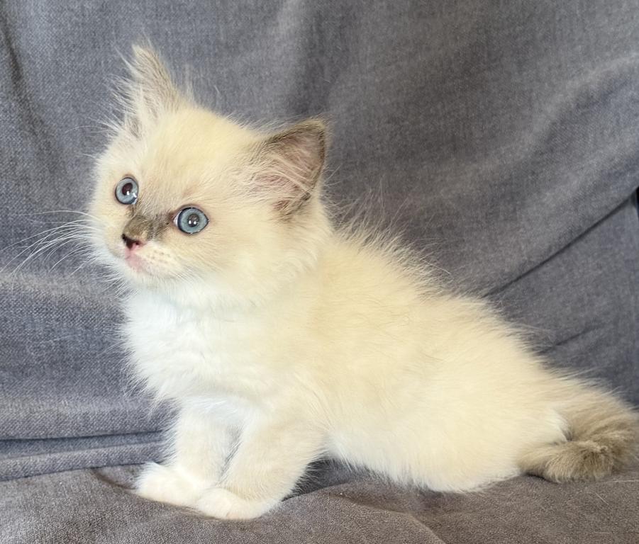 TICA Blue Mitted Girl photo 4