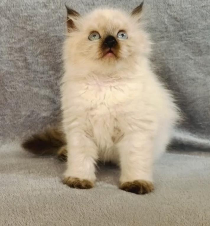 Ragdoll Kittens photo 2