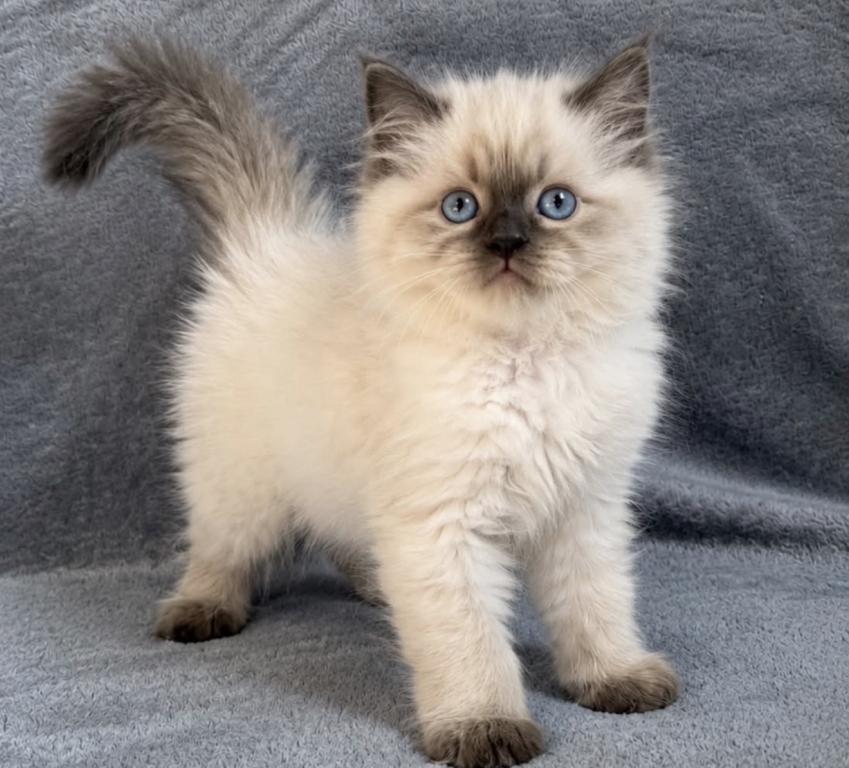 Ragdoll Kittens photo 1