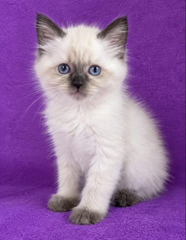 Ragdoll Kittens photo 3