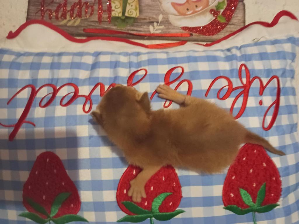 Holiday Red Rosie photo 1